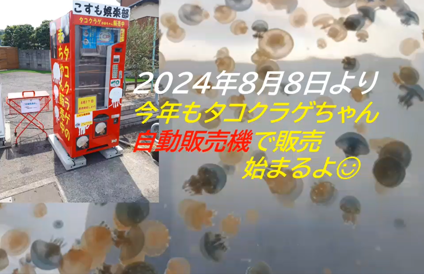 2024年8月8日より 今年もタコクラゲちゃん 自動販売機で